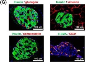 Fig.6.G showing Immunohistochemistry-immunofluorescence in a Mus musculus (House mouse) sample from the publication: Boosting the engraftment of subcutaneously transplanted pancreatic islets by nanofat.