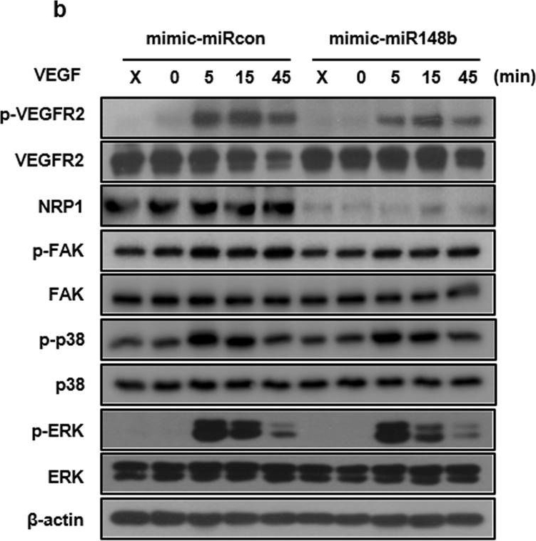 NRP1 antibodies - Antibody search engine - CiteAb