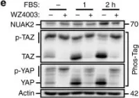 Fig.4.E showing Western Blotting from the publication: A feed forward loop enforces YAP/TAZ signaling during tumorigenesis.