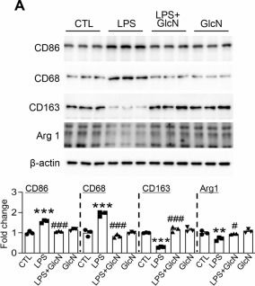 Fig.8.A showing Western Blotting in a Mus musculus (House mouse) sample from the publication: O-GlcNAcylation reprograms microglial inflammatory states and attenuates Alzheimer's disease pathology.