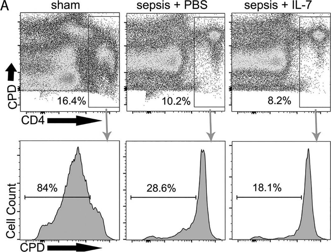 Fig.5.A showing Flow cytometry/Cell sorting in a Mus musculus (House mouse) sample from the publication: IL-7 treatment augments and prolongs sepsis-induced expansion of IL-10-producing B lymphocytes and myeloid-derived suppressor cells.