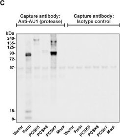 Fig.3.C showing Western Blotting from the publication: Inhibition of placental trophoblast fusion by guanylate-binding protein 5.