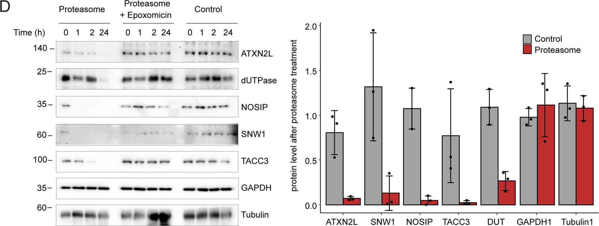 Fig.2.D showing Western Blotting in a Homo sapiens (Human) sample from the publication: Systematic identification of 20S proteasome substrates.