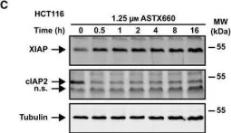 Fig.1.C showing Western Blotting from the publication: The non-peptidomimetic IAP antagonist ASTX660 sensitizes colorectal cancer cells for extrinsic apoptosis.