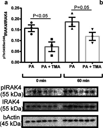 Fig.6.A showing Western Blotting in a Homo sapiens (Human) sample from the publication: Inhibition of IRAK4 by microbial trimethylamine blunts metabolic inflammation and ameliorates glycemic control.