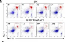 Fig.1.N showing Flow cytometry/Cell sorting from the publication: G-CSF shifts erythropoiesis from bone marrow into spleen in the setting of systemic inflammation.
