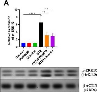 Fig.4.A showing Western Blotting in a Mus musculus (House mouse) sample from the publication: Limettin and PD98059 Mitigated Alzheimer's Disease Like Pathology Induced by Streptozotocin in Mouse Model: Role of p-ERK1/2/p-GSK-3β/p-CREB/BDNF Pathway.