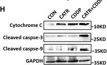Fig.6.H showing Western Blotting from the publication: Conformational change of adenine nucleotide translocase-1 mediates cisplatin resistance induced by EBV-LMP1.