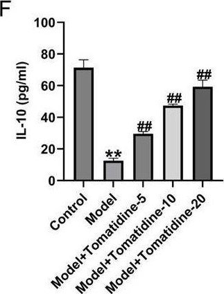 Fig.2.F showing Enzyme-linked immunosorbent assay from the publication: Tomatidine relieves neuronal damage in spinal cord injury by inhibiting the inflammatory responses and apoptosis through blocking the NF-κB/CXCL10 pathway activation.