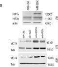 Fig.4.D showing Western Blotting from the publication: MiR-200c reprograms fibroblasts to recapitulate the phenotype of CAFs in breast cancer progression.