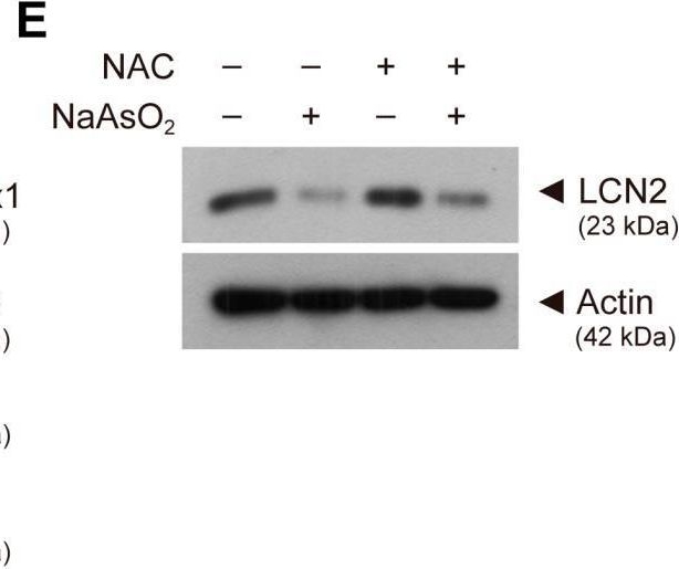 Fig.3.E showing Western Blotting in a Mus musculus (House mouse) sample from the publication: Mild Oxidative Stress Induced by Sodium Arsenite Reduces Lipocalin-2 Expression Levels in Cortical Glial Cells.