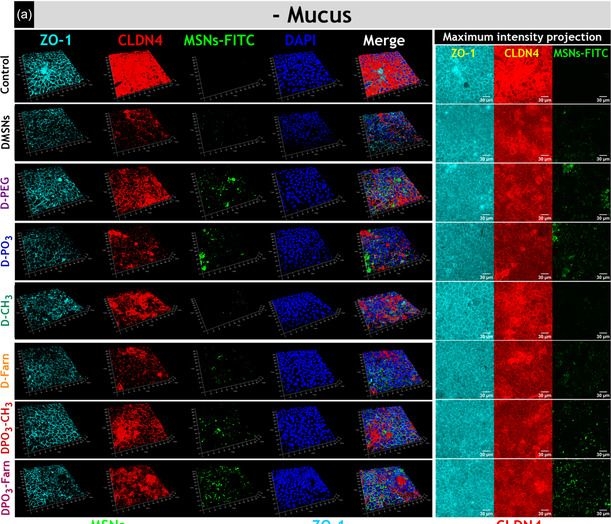 Fig.4.A showing Immunocytochemistry-immunofluorescence from the publication: Functionalization of Silica Nanoparticles for Tailored Interactions with Intestinal Cells and Chemical Modulation of Paracellular Permeability.