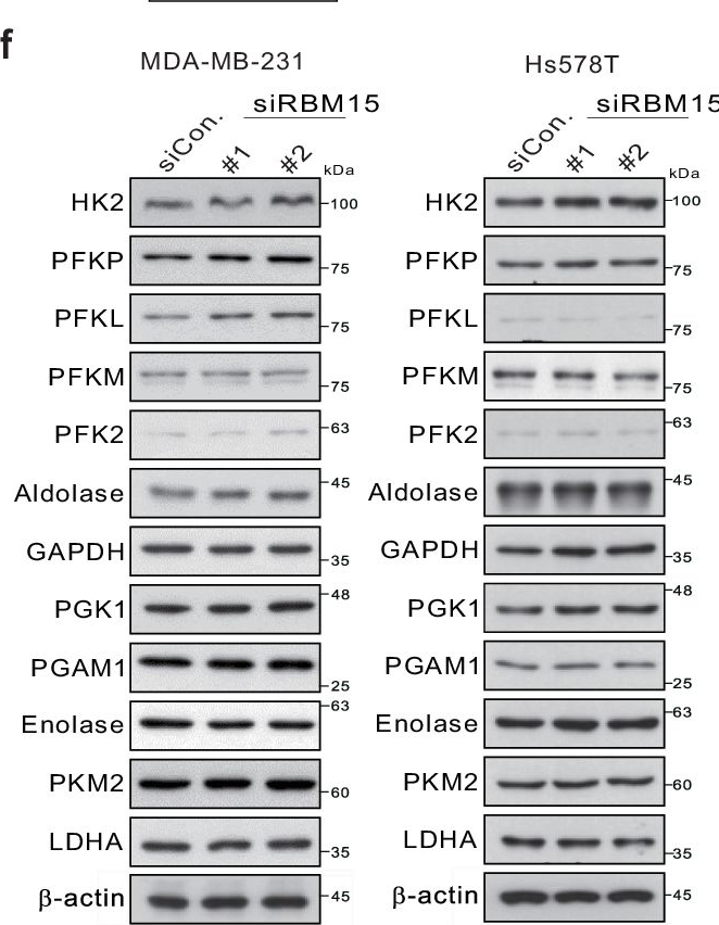 Fig.4.F showing Western Blotting in a Homo sapiens (Human) sample from the publication: The m6A writer RBM15 drives the growth of triple-negative breast cancer cells through the stimulation of serine and glycine metabolism.