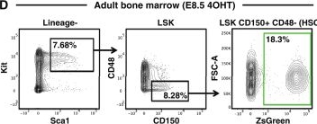 Fig.2.D showing Flow cytometry/Cell sorting in a Mus musculus (House mouse) sample from the publication: Lineage-tracing hematopoietic stem cell origins in vivo to efficiently make human HLF+ HOXA+ hematopoietic progenitors from pluripotent stem cells.