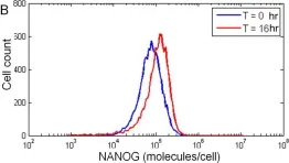 Fig.5.B showing Flow cytometry/Cell sorting from the publication: Contribution of stochastic partitioning at human embryonic stem cell division to NANOG heterogeneity.