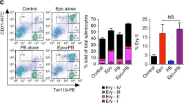 Fig.4.C showing Flow cytometry/Cell sorting in a Mus musculus (House mouse) sample from the publication: Hepcidin is regulated by promoter-associated histone acetylation and HDAC3.