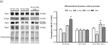 Fig.5.C showing Western Blotting from the publication: IGF-1 as a Potential Therapy for Spinocerebellar Ataxia Type 3.