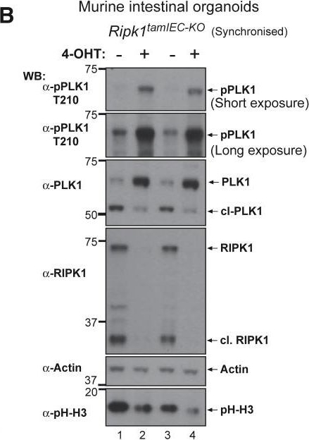 Fig.3.B showing Western Blotting in a Mus musculus (House mouse) sample from the publication: RIPK1 and Caspase-8 Ensure Chromosome Stability Independently of Their Role in Cell Death and Inflammation.