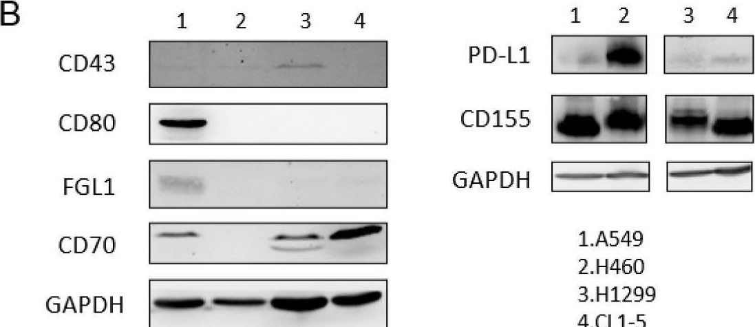 Fig.5.B showing Western Blotting from the publication: Circular RNA hsa_circ_0000190 Facilitates the Tumorigenesis and Immune Evasion by Upregulating the Expression of Soluble PD-L1 in Non-Small-Cell Lung Cancer.
