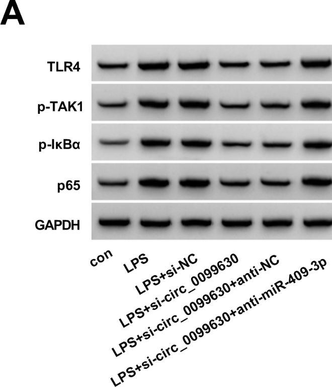 Fig.8.A showing Western Blotting in a Mus musculus (House mouse) sample from the publication: Circ_0099630 knockdown alleviates lipopolysaccharide-induced injuries of human periodontal ligament cells through the inhibition of TLR4 by releasing miR-409-3p.