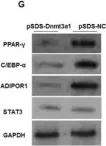 Fig.6.G showing Western Blotting from the publication: A Novel Dnmt3a1 Transcript Inhibits Adipogenesis.