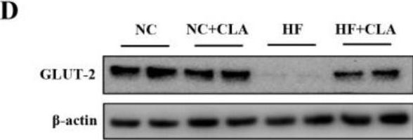 Fig.4.D showing Western Blotting in a Mus musculus (House mouse) sample from the publication: Conjugated Linoleic Acid Ameliorates High Fat-Induced Insulin Resistance via Regulating Gut Microbiota-Host Metabolic and Immunomodulatory Interactions.