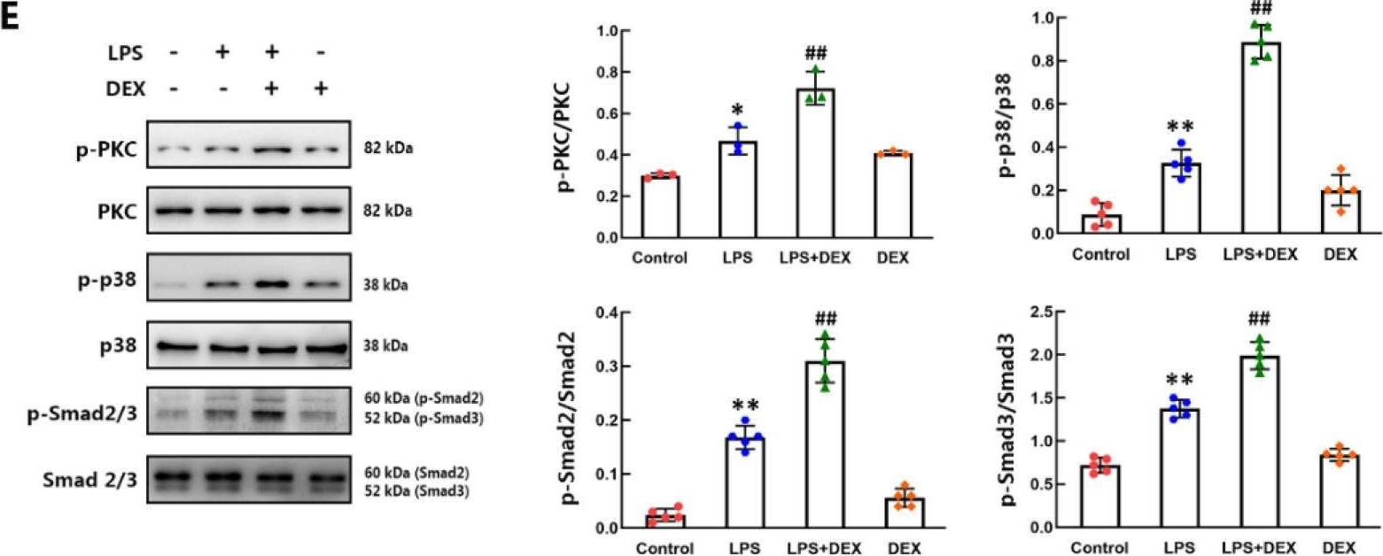 Fig.2.E showing Western Blotting in a Mus musculus (House mouse) sample from the publication: Dexmedetomidine Promotes Lipopolysaccharide-Induced Differentiation of Cardiac Fibroblasts and Collagen I/III Synthesis through α2A Adrenoreceptor-Mediated Activation of the PKC-p38-Smad2/3 Signaling Pathway in Mice.