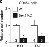 Fig.4.C showing Flow cytometry/Cell sorting in a Mus musculus (House mouse) sample from the publication: BEX1 is an RNA-dependent mediator of cardiomyopathy.