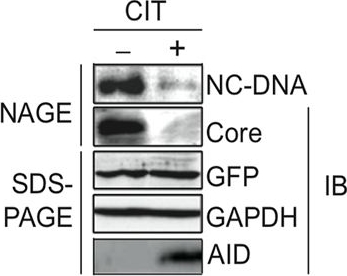 Fig.3.B showing Western Blotting in a Homo sapiens (Human) sample from the publication: TGF-β suppression of HBV RNA through AID-dependent recruitment of an RNA exosome complex.