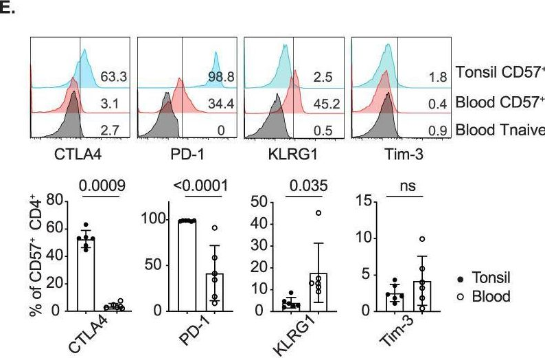 Fig.4.E showing Flow cytometry/Cell sorting from the publication: CTLA4 protects against maladaptive cytotoxicity during the differentiation of effector and follicular CD4+ T cells.