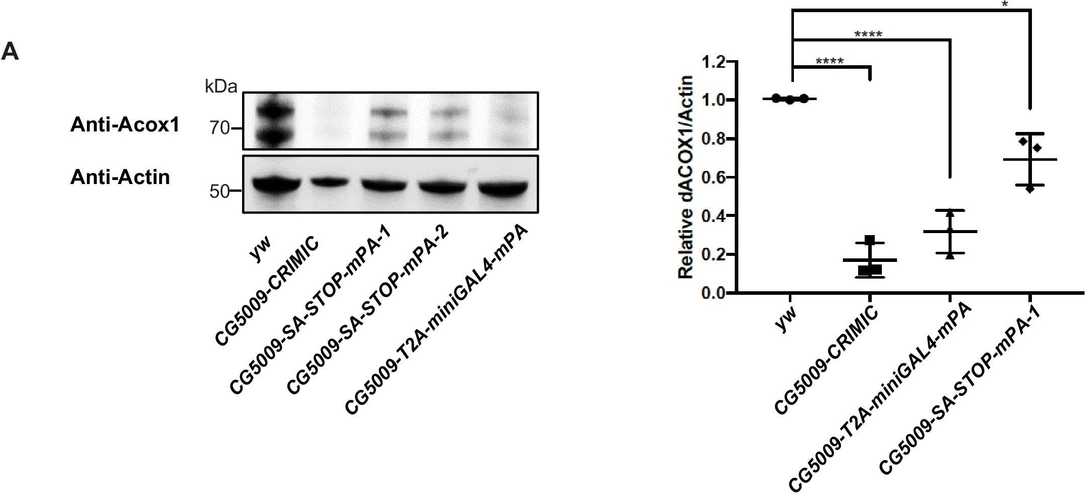 Fig.5.A showing Western Blotting in a Drosophila melanogaster (Fruit fly) sample from the publication: An efficient CRISPR-based strategy to insert small and large fragments of DNA using short homology arms.