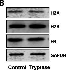 Fig.6.B showing Western Blotting from the publication: Mast cell tryptase induces nuclear remodelling and reduced growth in breast cancer cells.