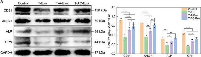 Fig.2.A showing Western Blotting in a Rattus norvegicus (Rat) sample from the publication: Biomaterial Surface-Mediated Macrophages Exert Immunomodulatory Roles by Exosomal CCL2-Induced Membrane Integrin β1 Trafficking in Recipient Cells.