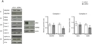 Fig.2.A showing Western Blotting from the publication: OPA1 deficiency impairs oxidative metabolism in cycling cells, underlining a translational approach for degenerative diseases.