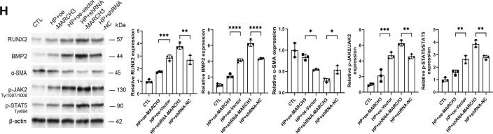 Fig.7.H showing Western Blotting from the publication: Exosomal hsa-miR-299-3p from endothelium mediates high phosphorus-induced vascular calcification in mice model of CKD via phosphorylated JAK2/STAT5 pathway.