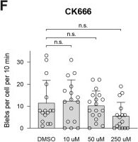 Fig.10.F from the publication: Dynamic blebbing and absence of organelle transfer during mouse oocyte formation.