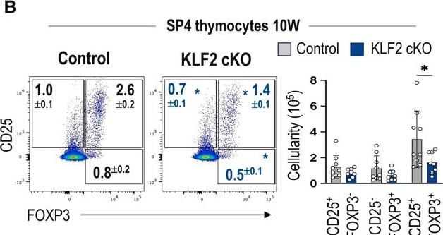 Fig.3.B showing Flow cytometry/Cell sorting from the publication: KLF2 controls thymic epithelial cell homeostasis, impacting regulatory T cell development and immune tolerance.