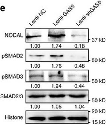 Fig.3.E showing Western Blotting from the publication: Long non-coding RNA GAS5 controls human embryonic stem cell self-renewal by maintaining NODAL signalling.