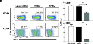 Fig.1.B showing Flow cytometry/Cell sorting in a Mus musculus (House mouse) sample from the publication: The secreted protein Cowpox Virus 14 contributes to viral virulence and immune evasion by engaging Fc-gamma-receptors.