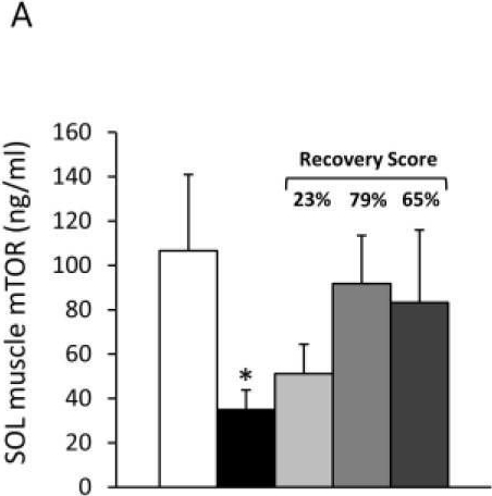 Fig.7.A showing Enzyme-linked immunosorbent assay from the publication: Branched-Chain Amino Acids and Di-Alanine Supplementation in Aged Mice: A Translational Study on Sarcopenia.