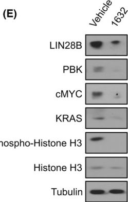 Fig.6.E showing Western Blotting from the publication: The LIN28B-let-7-PBK pathway is essential for group 3 medulloblastoma tumor growth and survival.