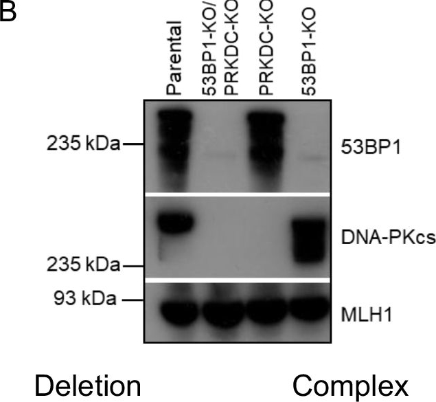 Fig.2.B showing Western Blotting from the publication: 53BP1-RIF1 and DNA-PKcs show distinct genetic interactions with diverse chromosomal break repair outcomes.