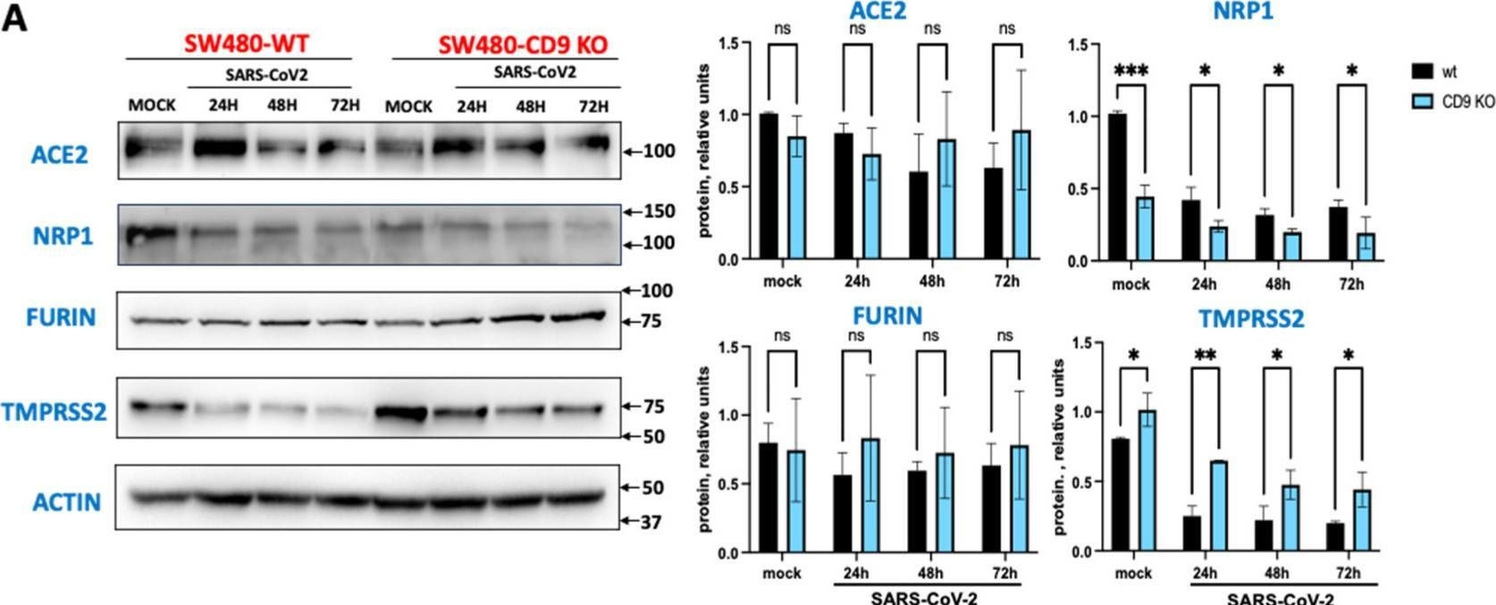 Fig.2.A showing Western Blotting from the publication: The Tetraspanin CD9 Facilitates SARS-CoV-2 Infection and Brings Together Different Host Proteins Involved in SARS-CoV-2 Attachment and Entry into Host Cells.