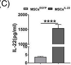 Fig.6.C showing Enzyme-linked immunosorbent assay from the publication: Nestin+ Peyer's patch resident MSCs enhance healing of inflammatory bowel disease through IL-22-mediated intestinal epithelial repair.
