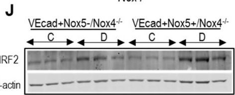 Fig.2.J showing Western Blotting in a Mus musculus (House mouse) sample from the publication: Endothelial NOX5 Obliterates the Reno-Protective Effect of Nox4 Deletion by Promoting Renal Fibrosis via Activation of EMT and ROS-Sensitive Pathways in Diabetes.