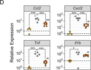 Fig.4.D from the publication: Influenza A Virus Exacerbates Group A Streptococcus Infection and Thwarts Anti-Bacterial Inflammatory Responses in Murine Macrophages.