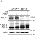 Fig.1.A showing Western Blotting from the publication: Nuclear deformability increases PARPi sensitivity in BRCA1-deficient cells by increasing microtubule-dependent DNA break mobility.
