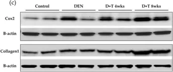 Fig.4.C showing Western Blotting from the publication: A Modified Protocol of Diethylnitrosamine Administration in Mice to Model Hepatocellular Carcinoma.