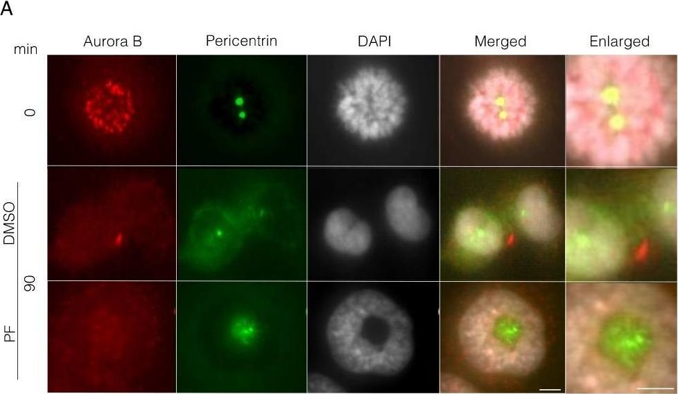 Fig.4.A showing Immunocytochemistry-immunofluorescence in a Homo sapiens (Human) sample from the publication: Integrin-Mediated Adhesion Promotes Centrosome Separation in Early Mitosis.
