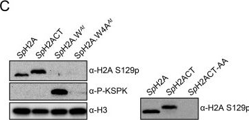Fig.5.C showing Western Blotting in a Saccharomyces cerevisiae (Yeast) sample from the publication: Crosstalk between H2A variant-specific modifications impacts vital cell functions.